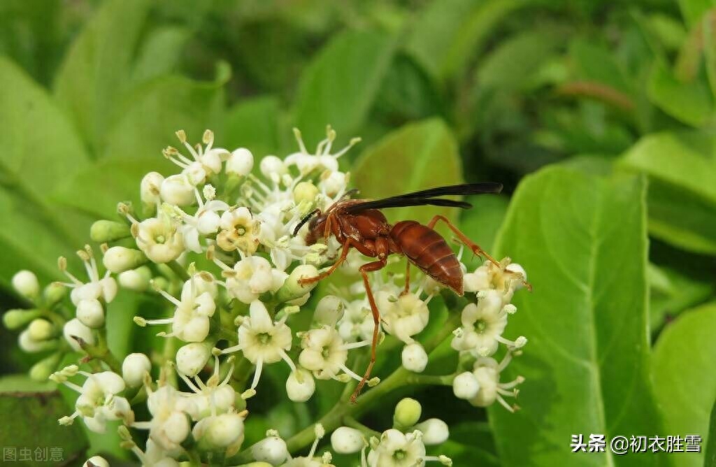 冬青花唯美诗词鉴赏（夏花冬青花古诗六首）