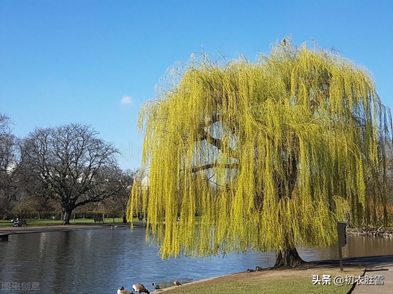 夏柳经典诗词有哪些（西湖夏柳诗词七首赏析）