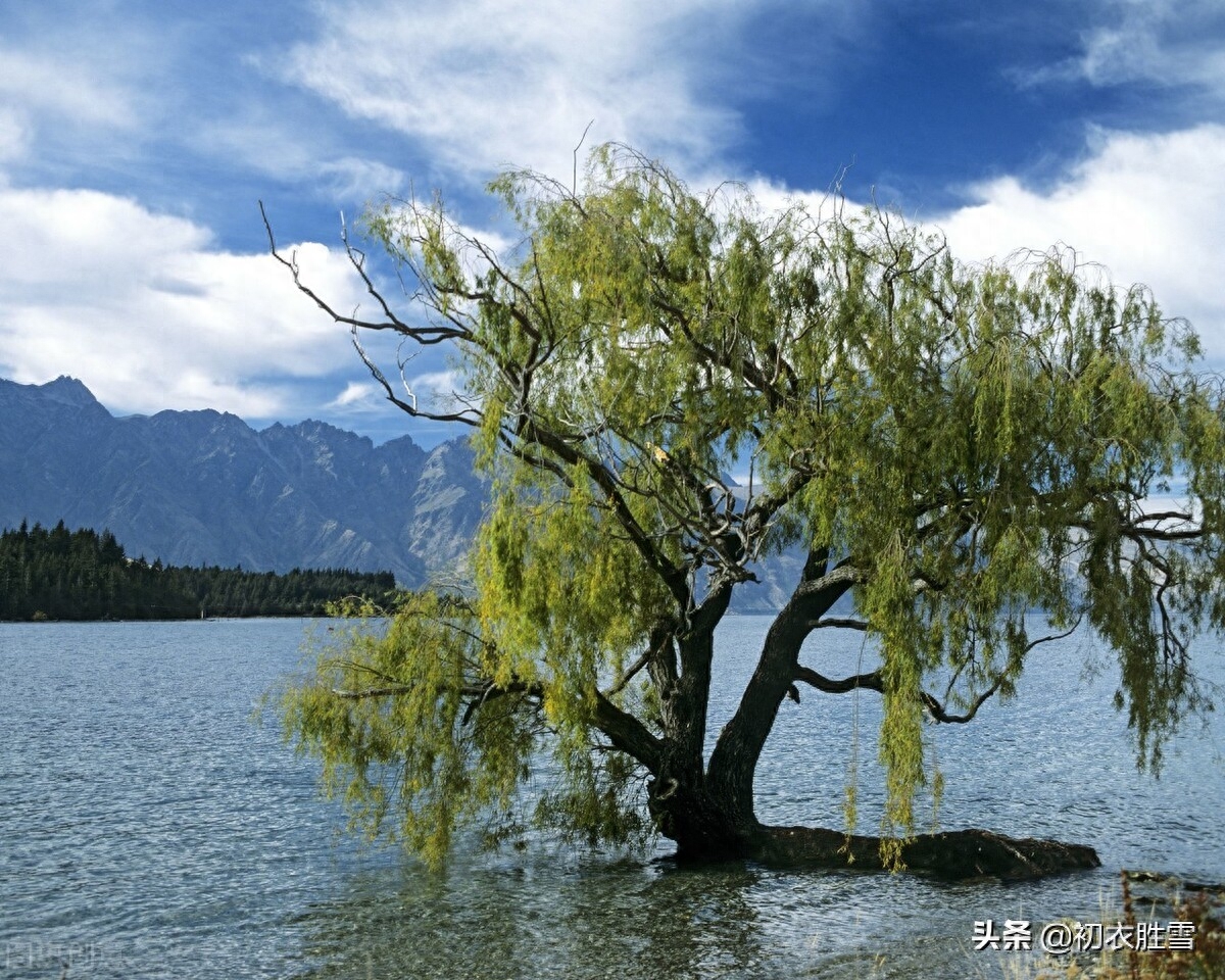 夏柳经典诗词有哪些（西湖夏柳诗词七首赏析）