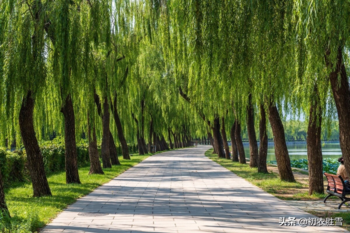 夏柳经典诗词有哪些（西湖夏柳诗词七首赏析）