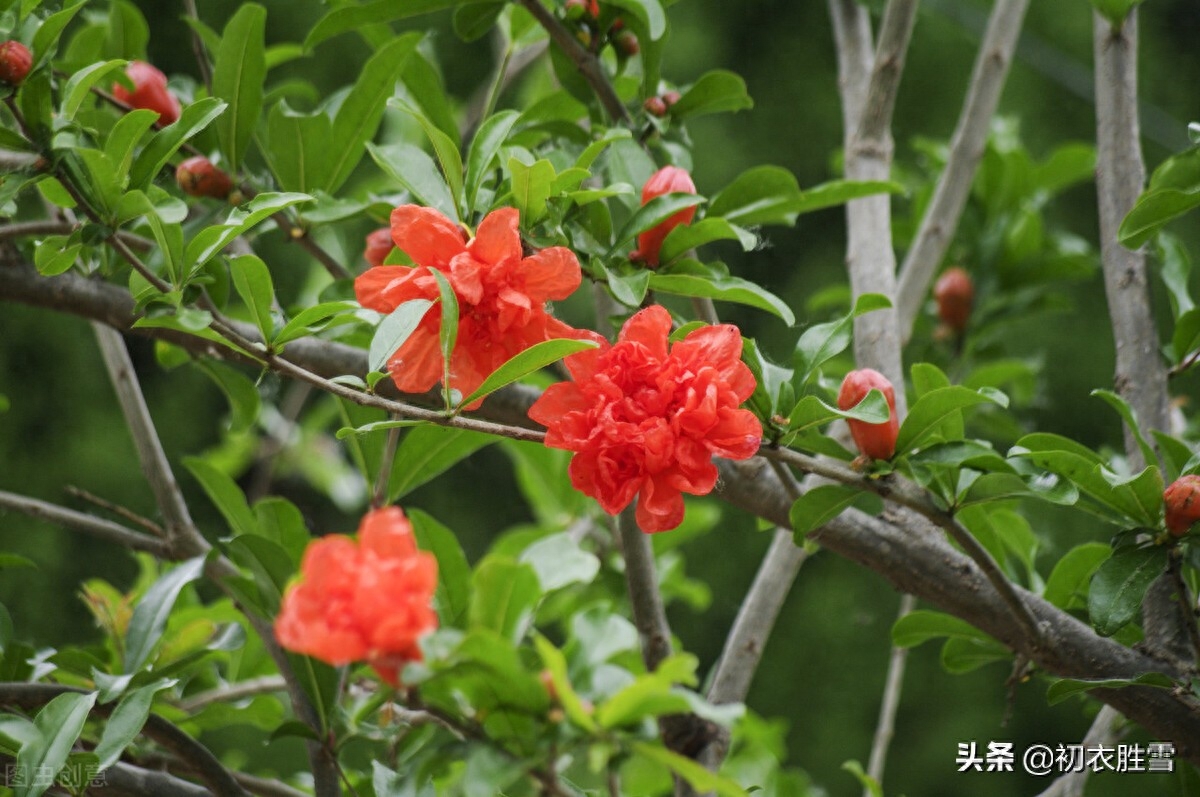 石榴的经典诗词句（夏日双叶石榴五首）