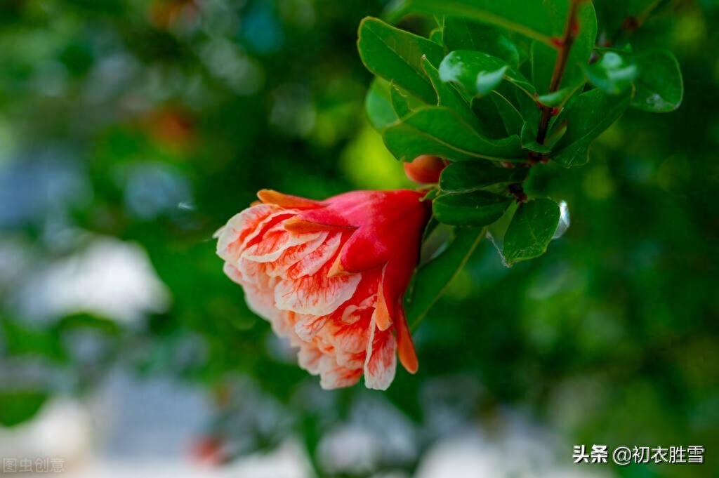 石榴的经典诗词句（夏日双叶石榴五首）