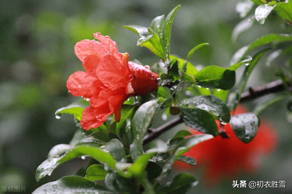 石榴的经典诗词句（夏日双叶石榴五首）