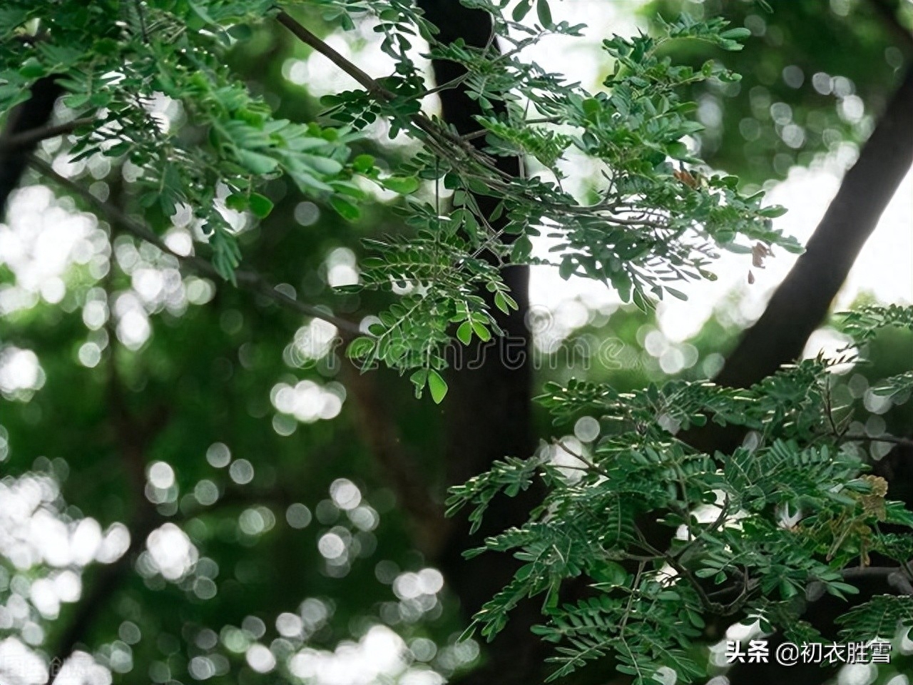 雨水经典诗词有哪些（初夏雨水美诗八首）