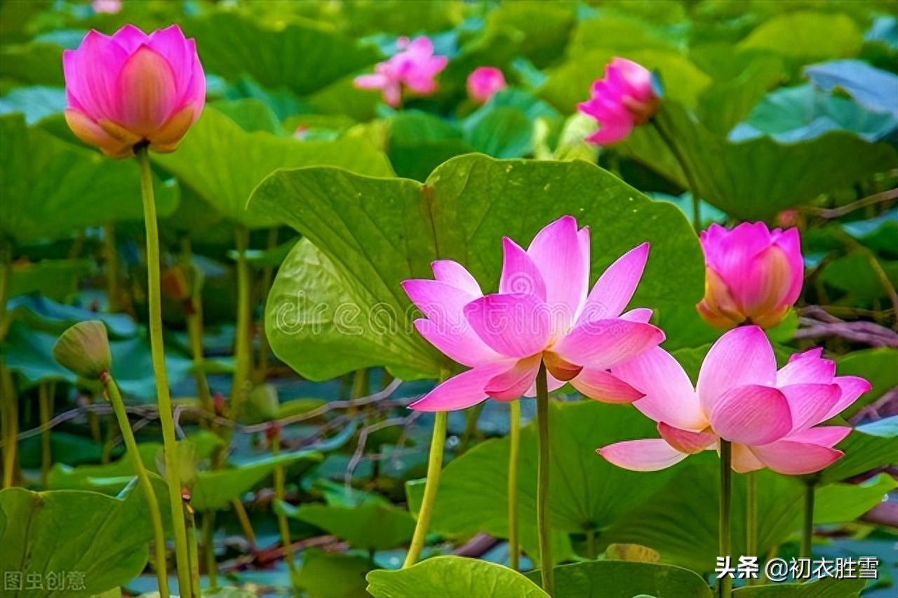 荷花经典诗词大全（早夏荷钱美诗六首）