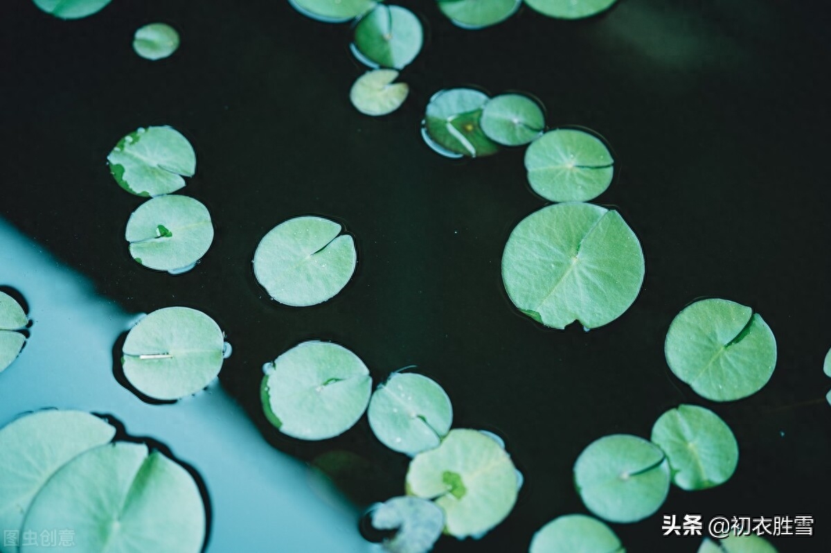 荷花经典诗词大全（早夏荷钱美诗六首）