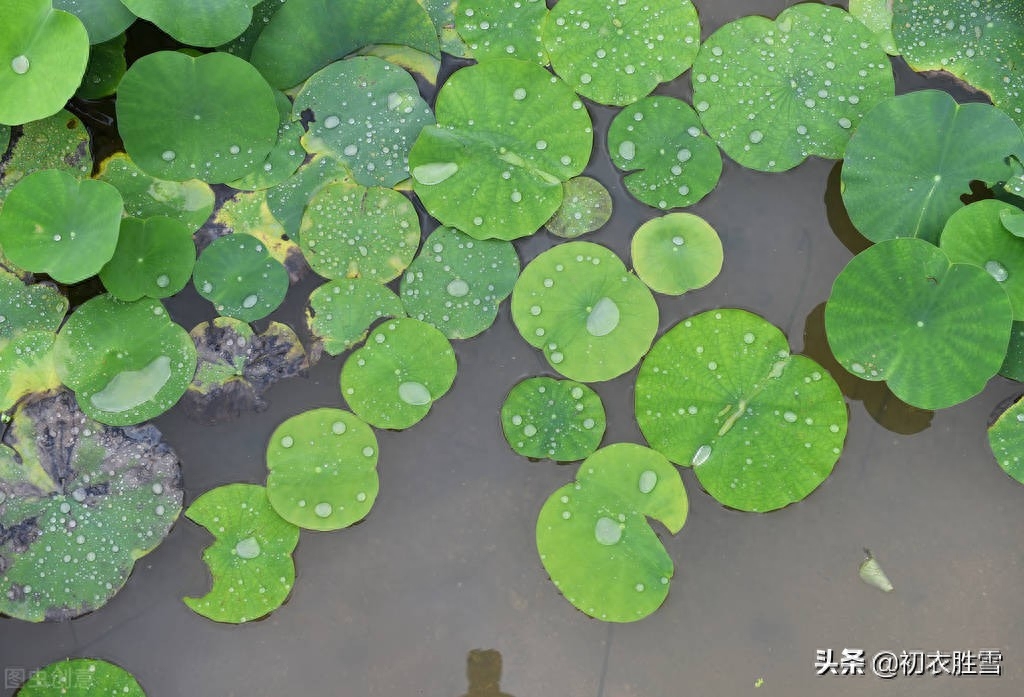 荷花经典诗词大全（早夏荷钱美诗六首）