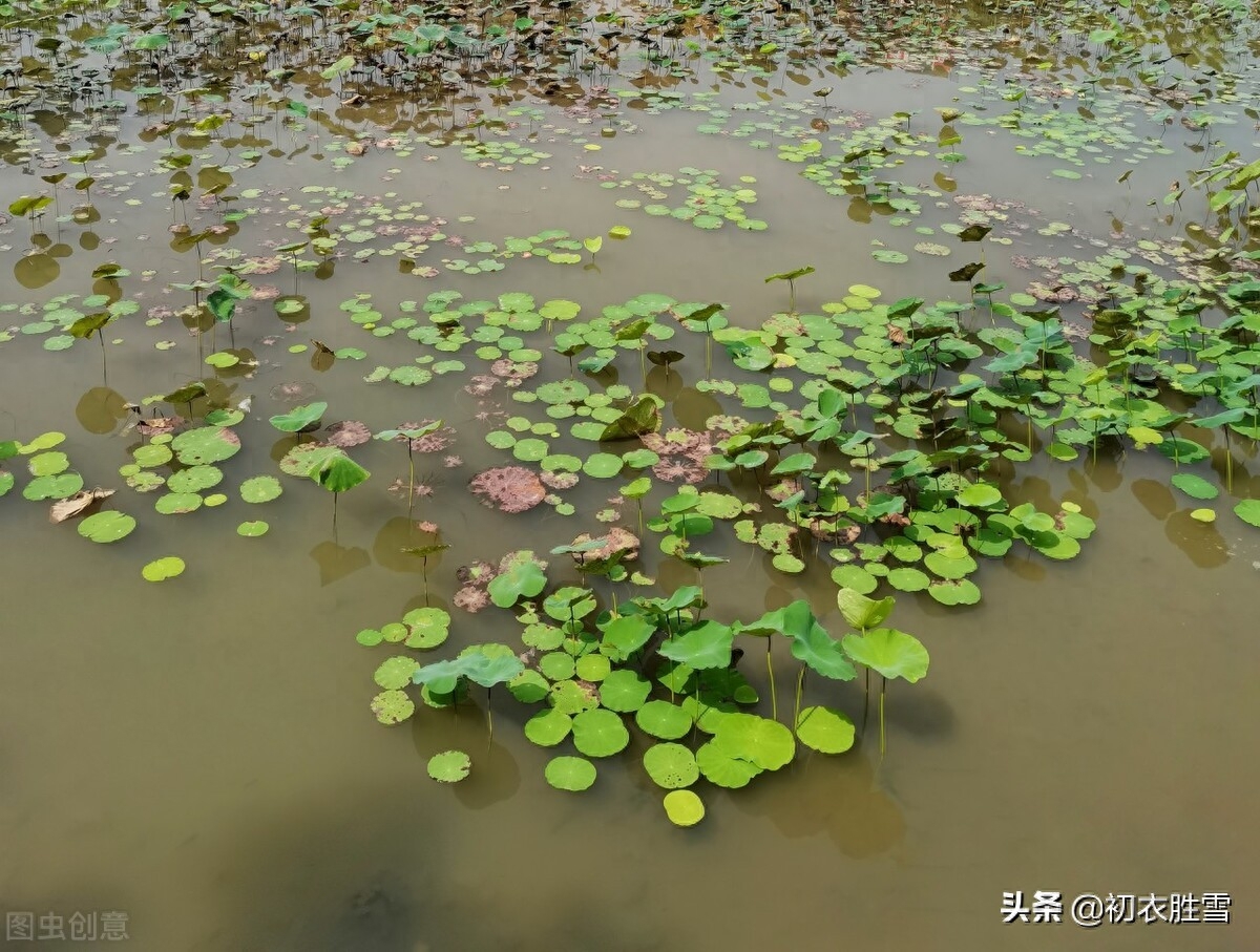 荷花经典诗词大全（早夏荷钱美诗六首）