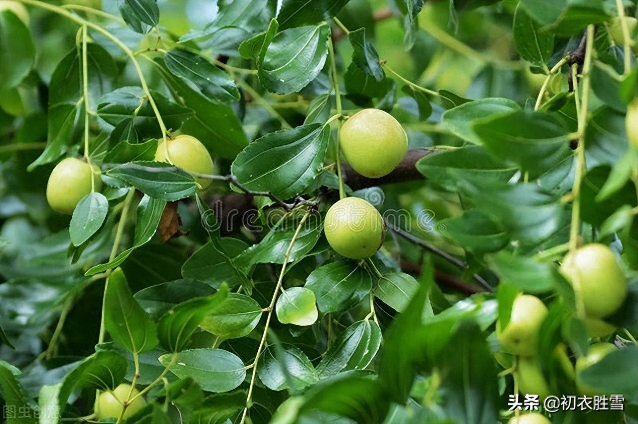 有关枣花经典的诗词（早夏枣花美诗九首）