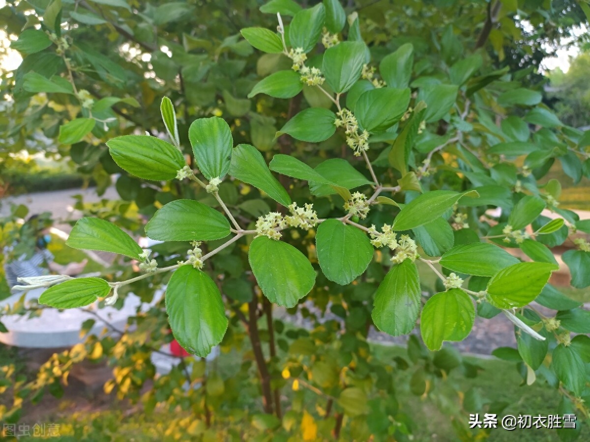 有关枣花经典的诗词（早夏枣花美诗九首）