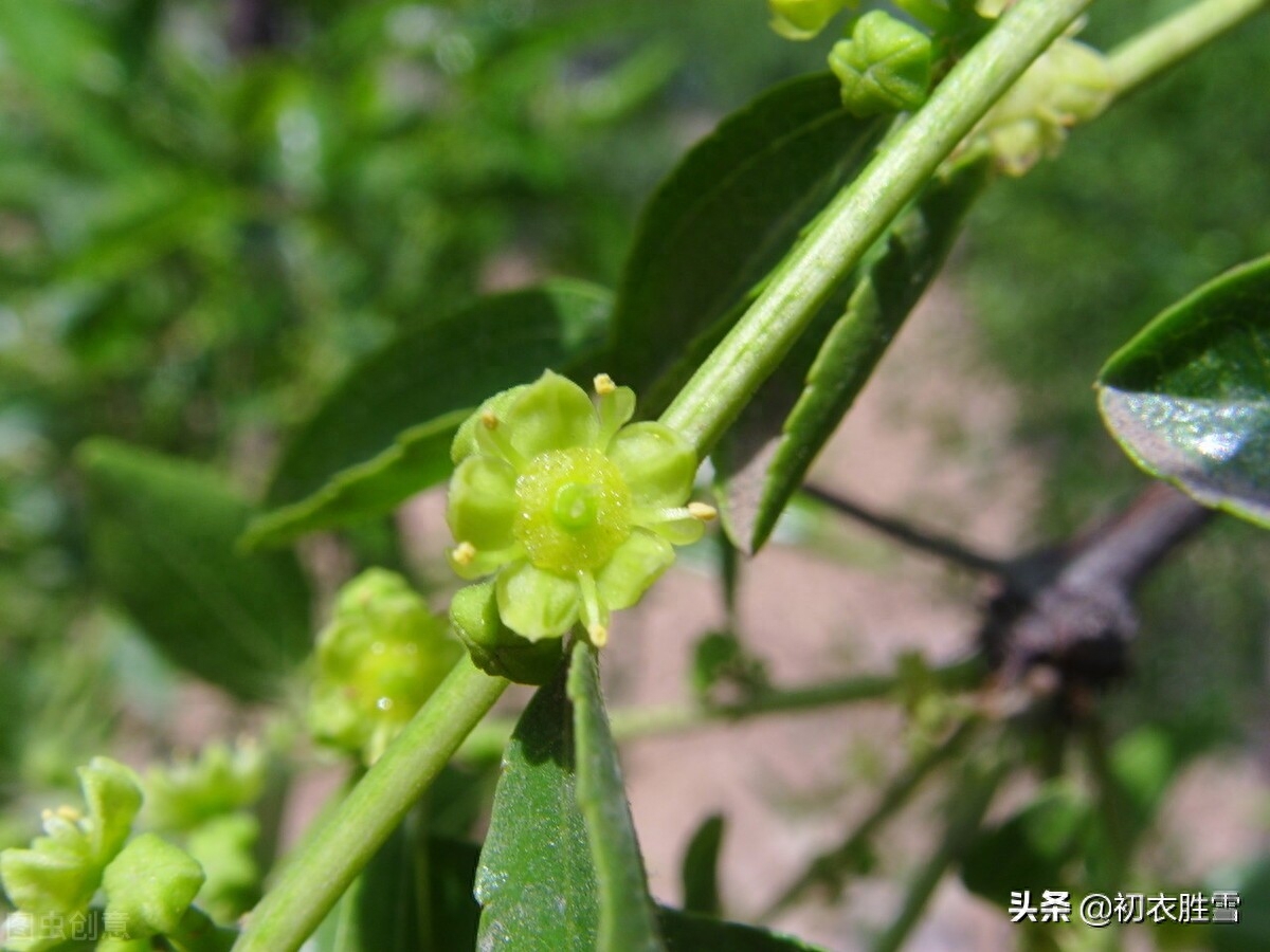 有关枣花经典的诗词（早夏枣花美诗九首）