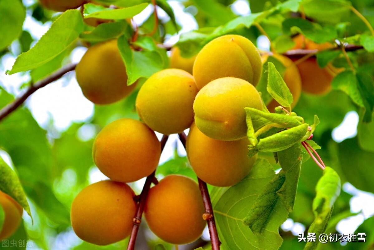 杏子经典诗词有哪些（早夏明丽杏子诗词六首）