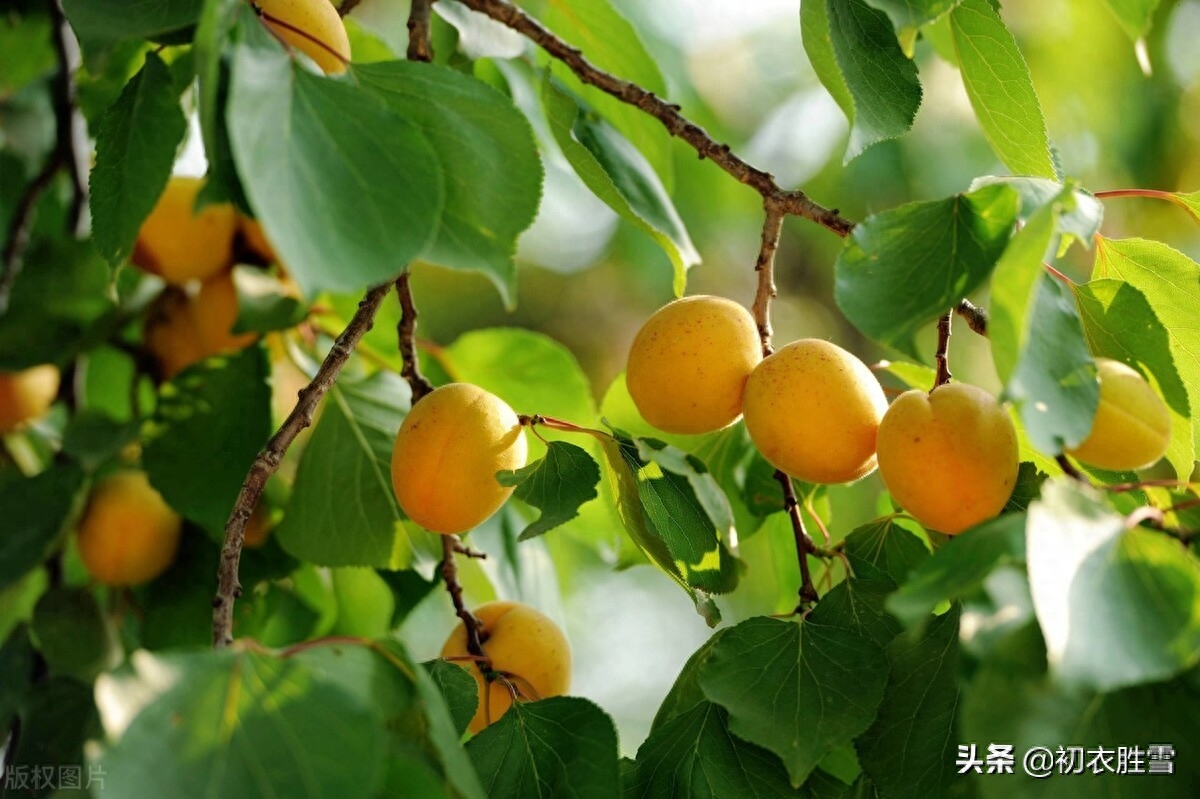 杏子经典诗词有哪些（早夏明丽杏子诗词六首）