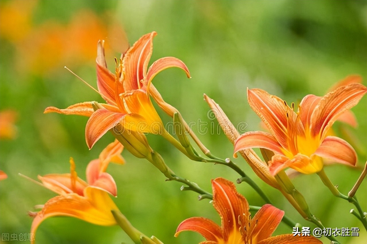 萱草花经典古诗词（母亲节萱草花古诗八首）