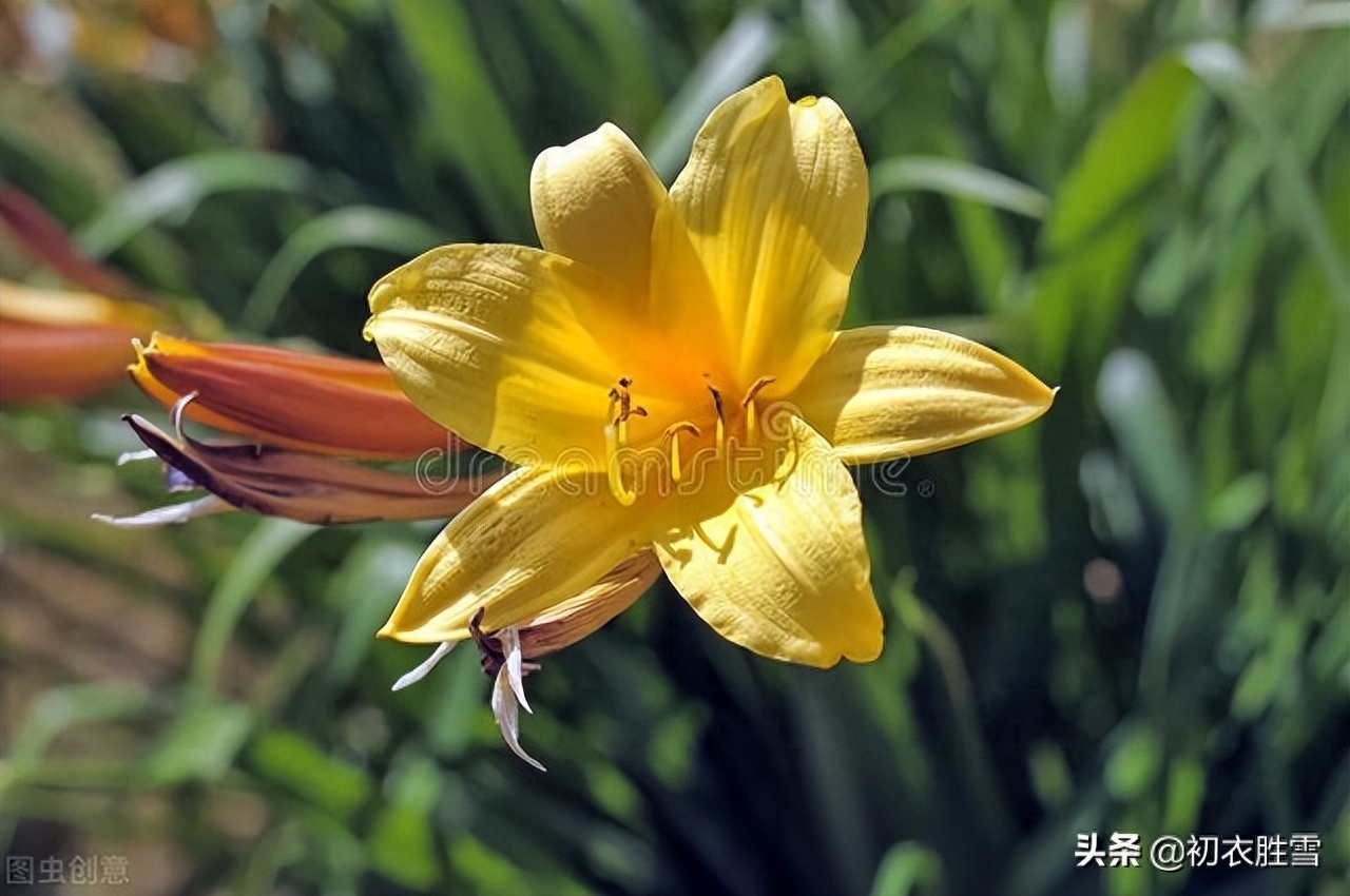 萱草花经典古诗词（母亲节萱草花古诗八首）