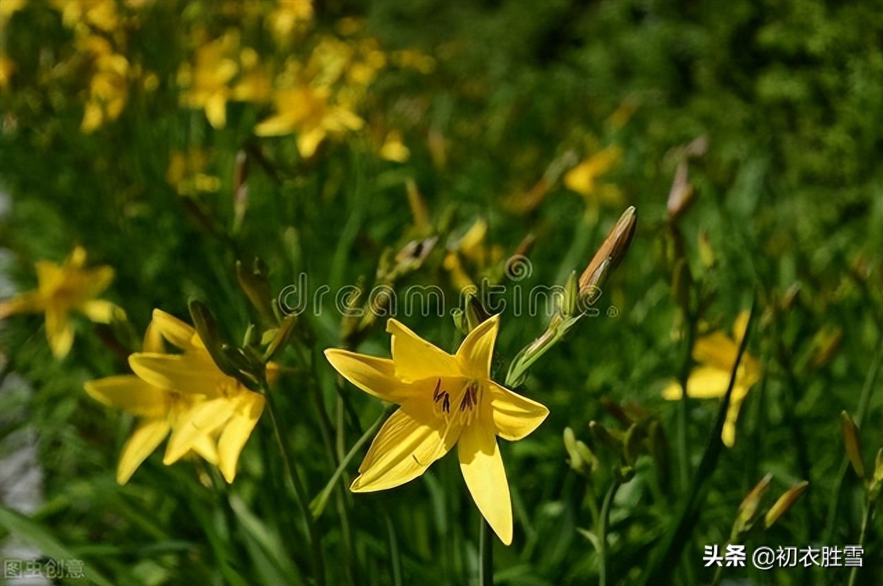 萱草花经典古诗词（母亲节萱草花古诗八首）