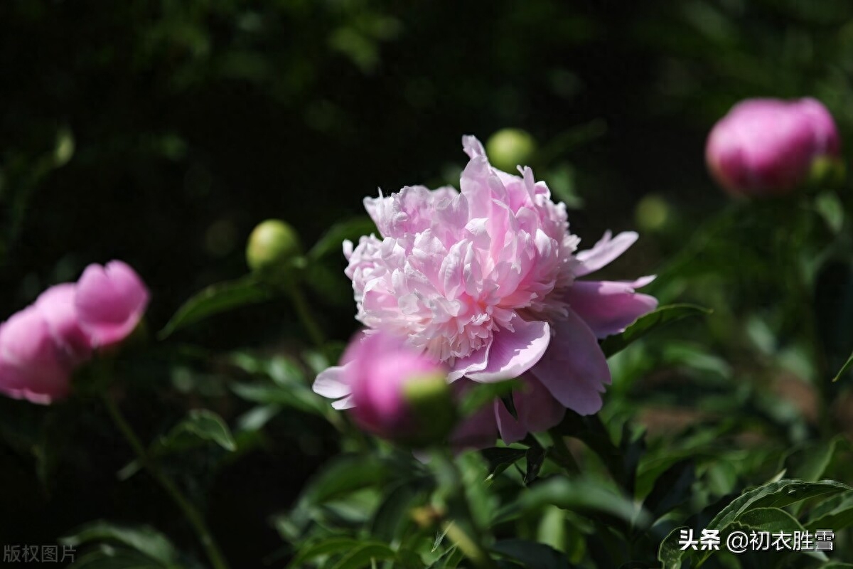 芍药经典诗词有哪些（早夏美艳芍药诗词八首）