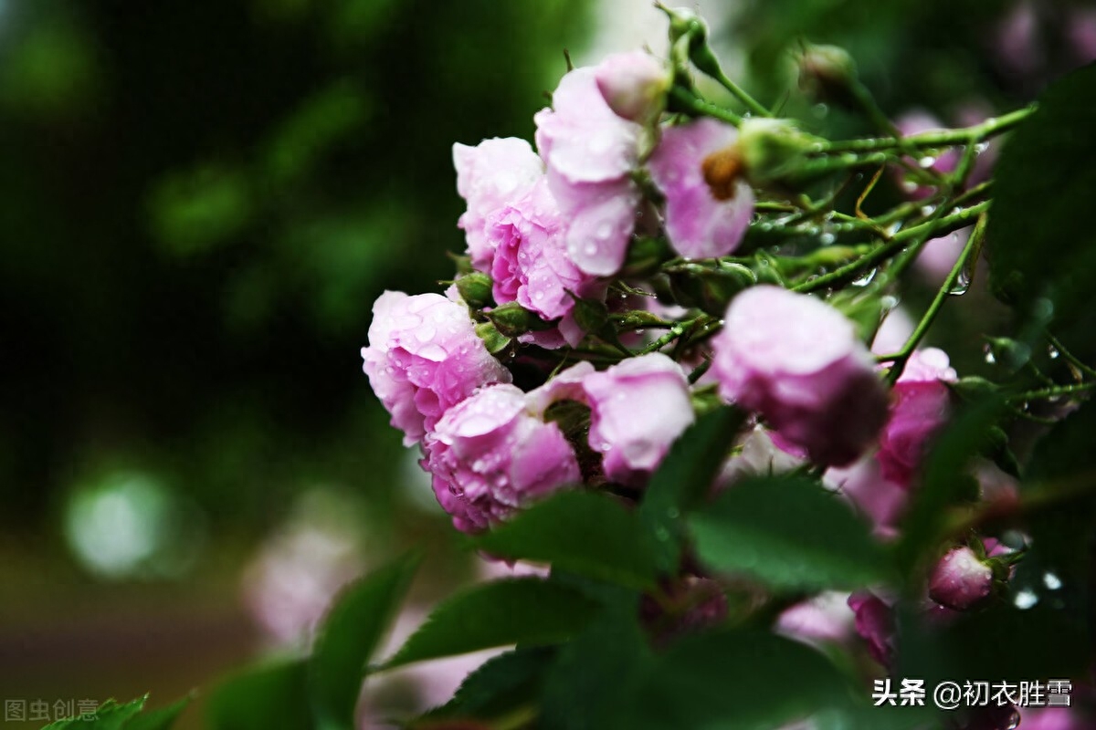 夏至节气古诗大全（立夏明丽美诗七首）