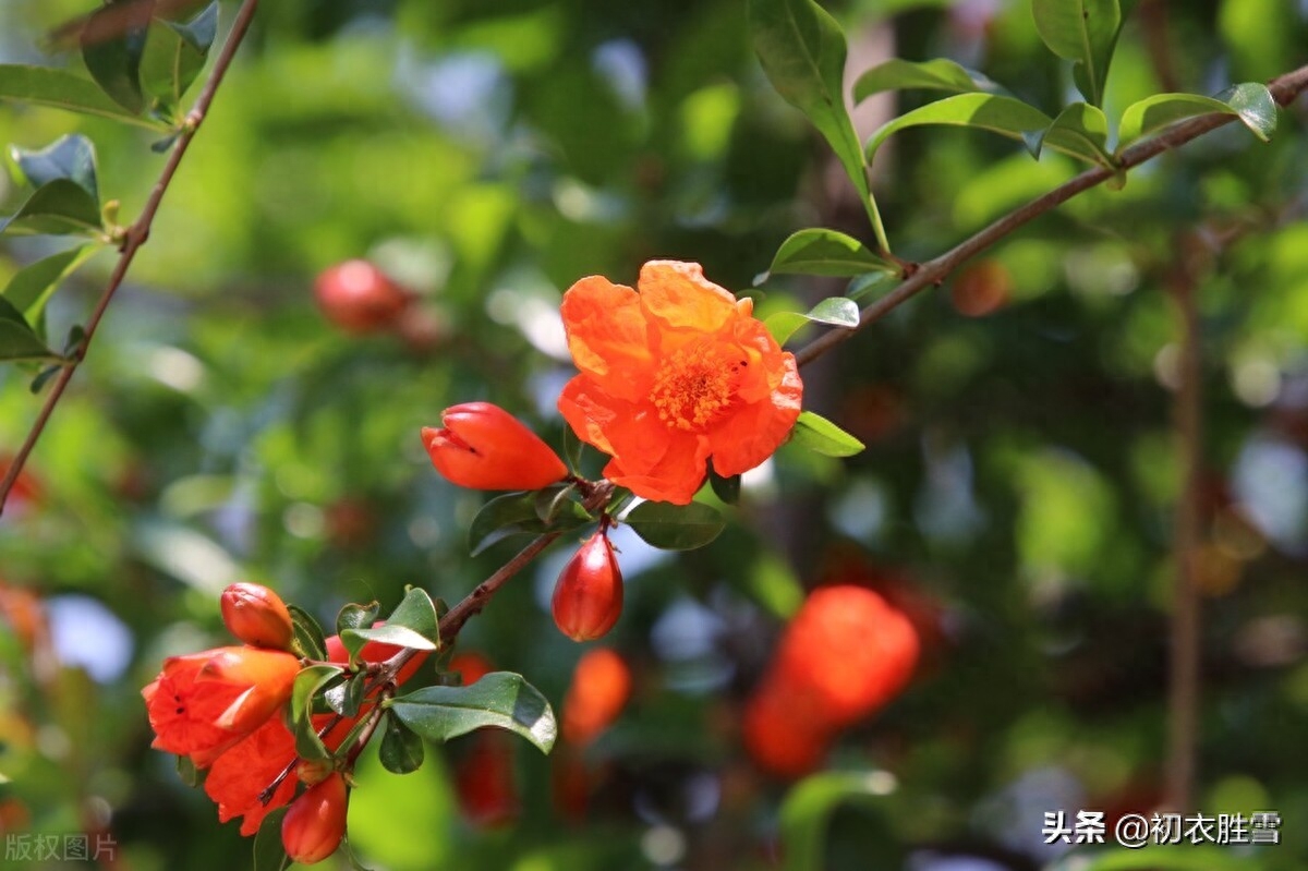 石榴花经典诗词有哪些（早夏石榴花明艳美诗七首）