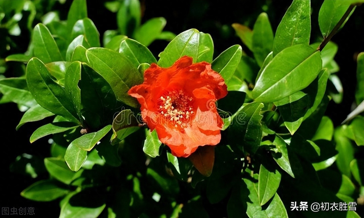 石榴花经典诗词有哪些（早夏石榴花明艳美诗七首）