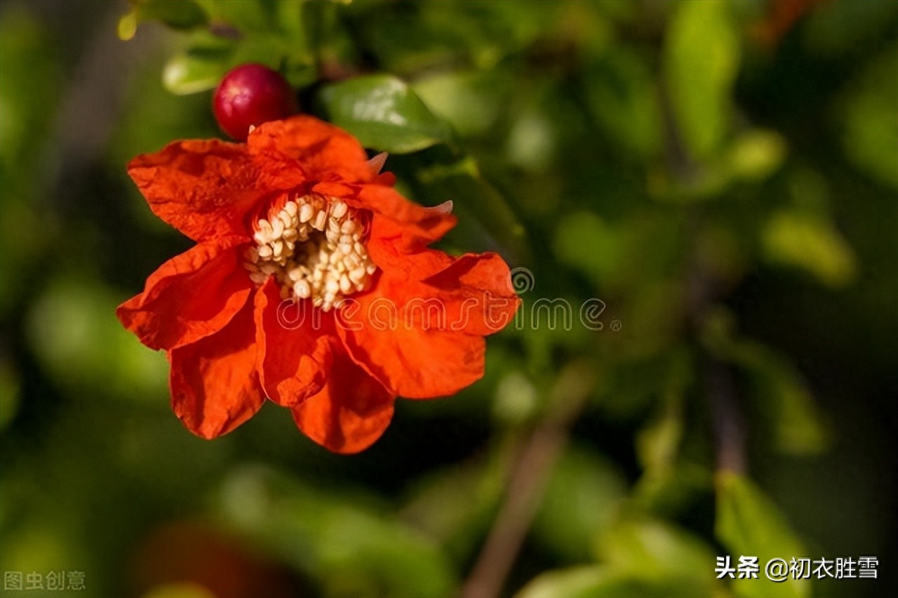 石榴花经典诗词有哪些（早夏石榴花明艳美诗七首）