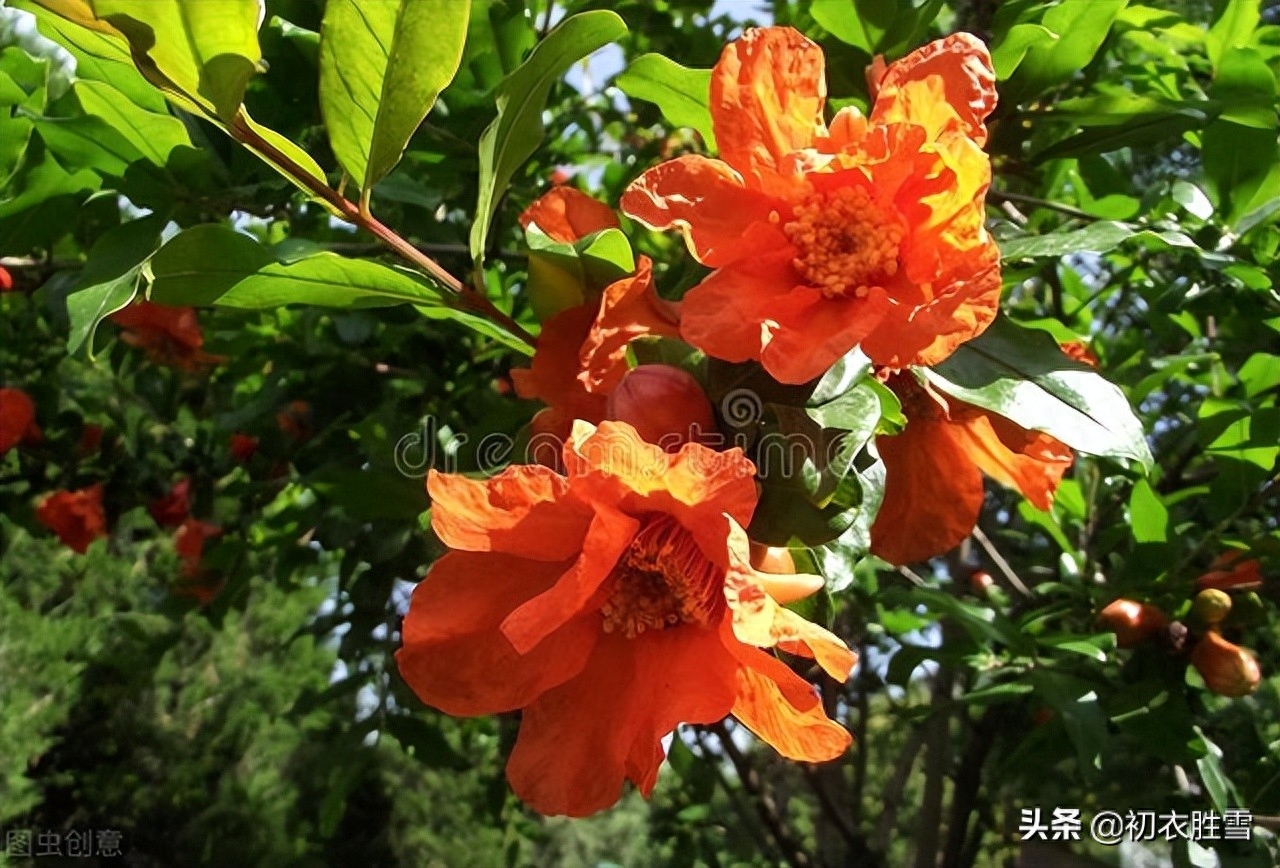 石榴花经典诗词有哪些（早夏石榴花明艳美诗七首）