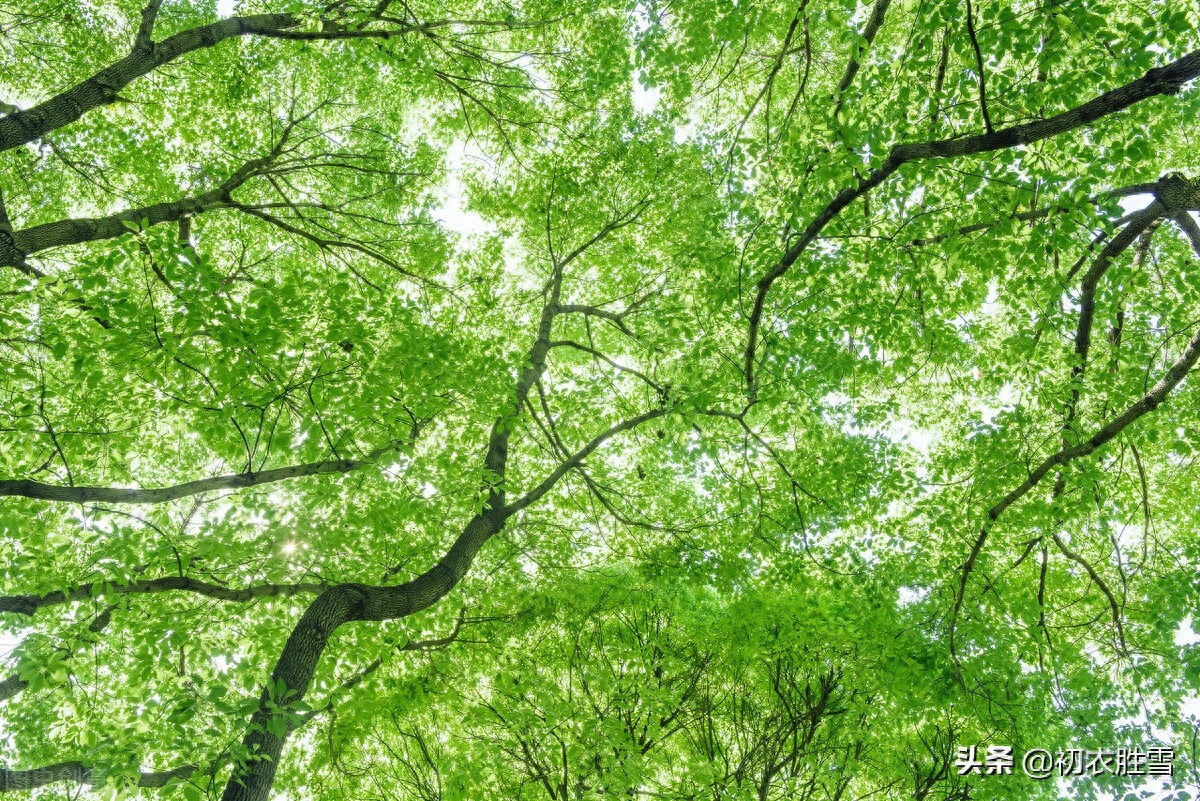 绿荫经典诗词有哪些（立夏清丽绿荫诗词五首）