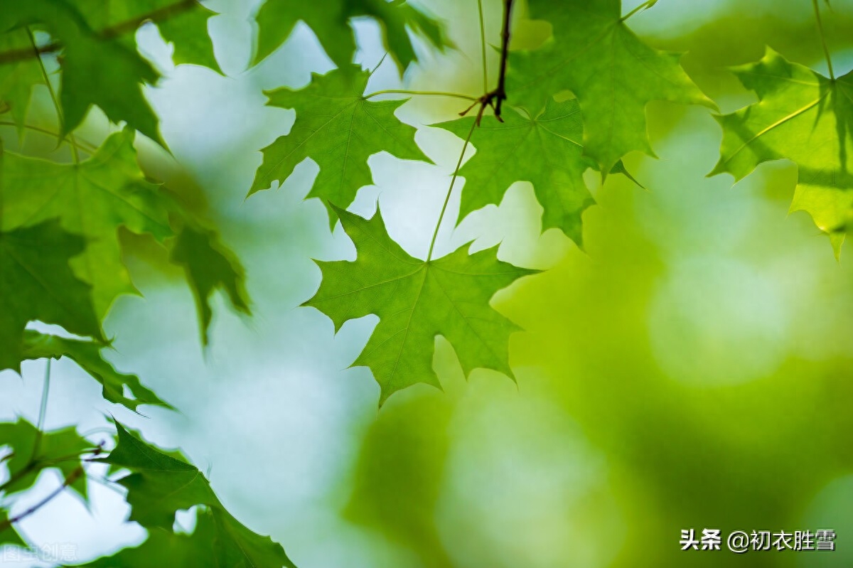 绿荫经典诗词有哪些（立夏清丽绿荫诗词五首）