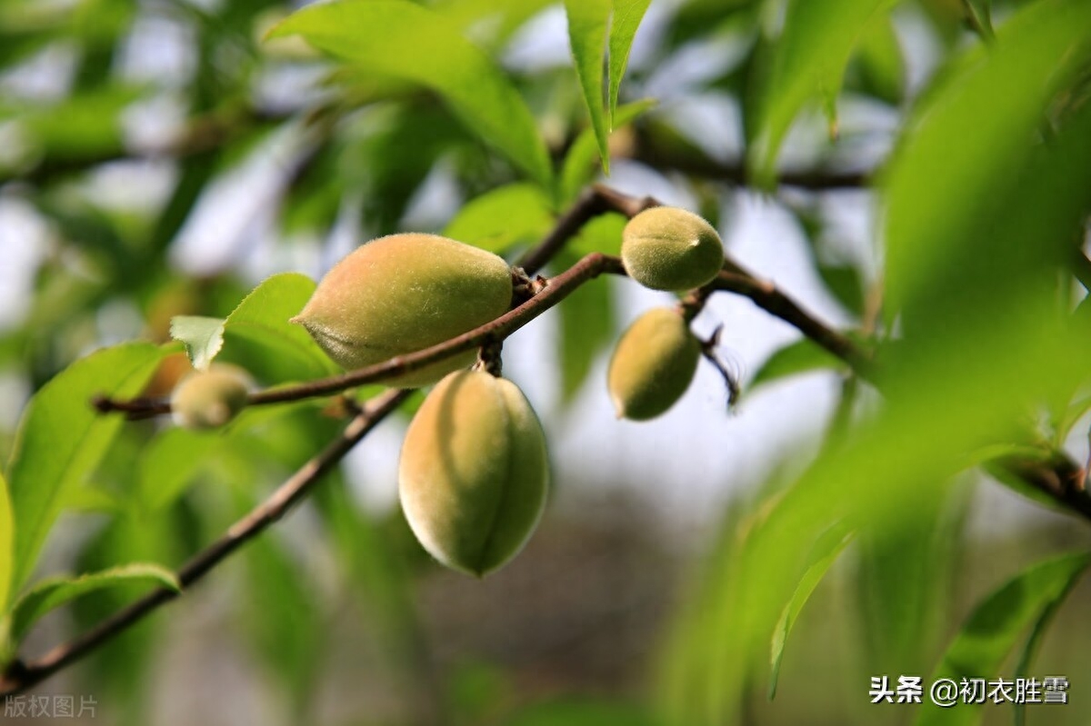 四月经典诗词大全（四月夏词五首赏析）