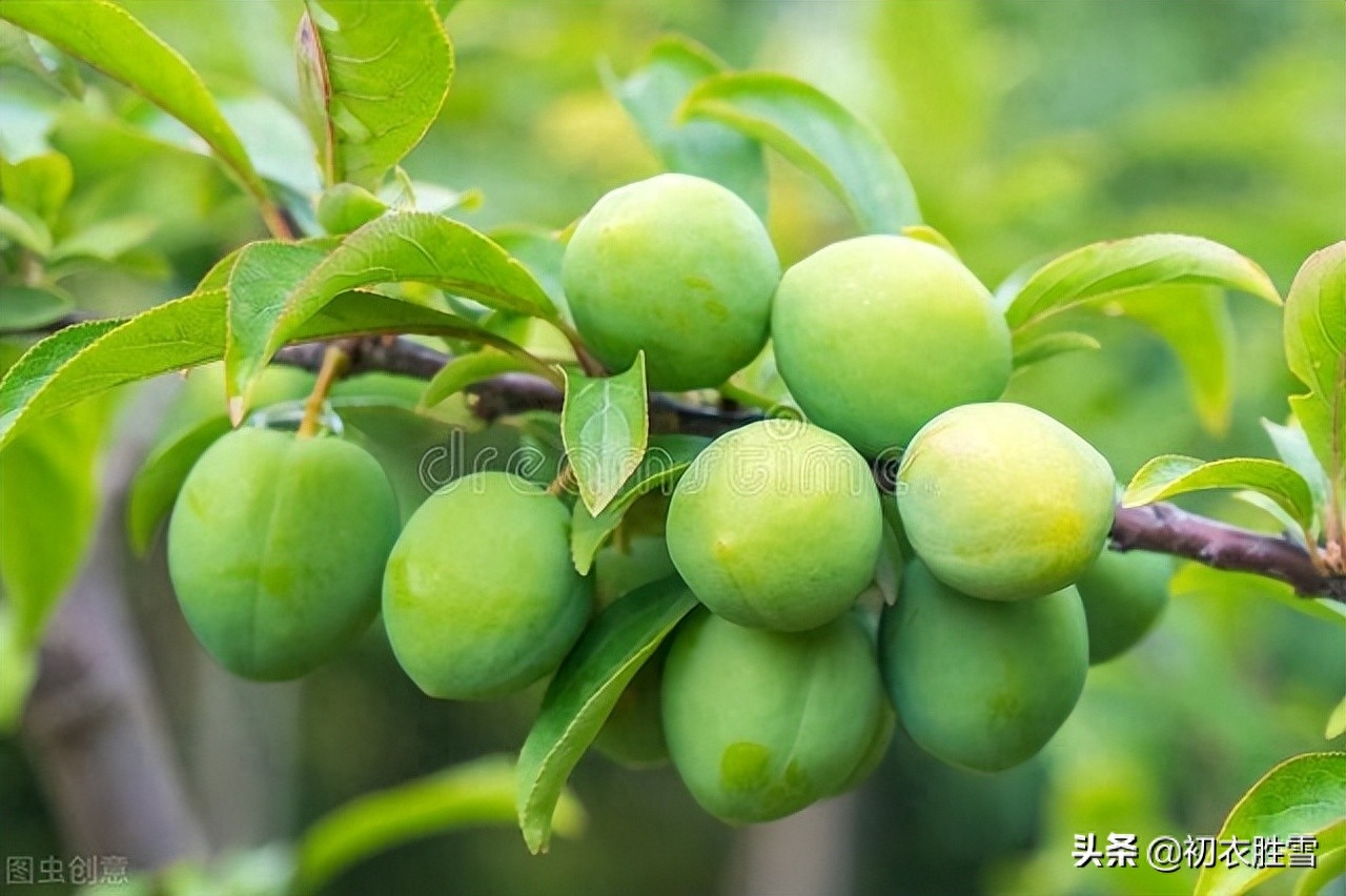 四月经典诗词大全（四月夏词五首赏析）