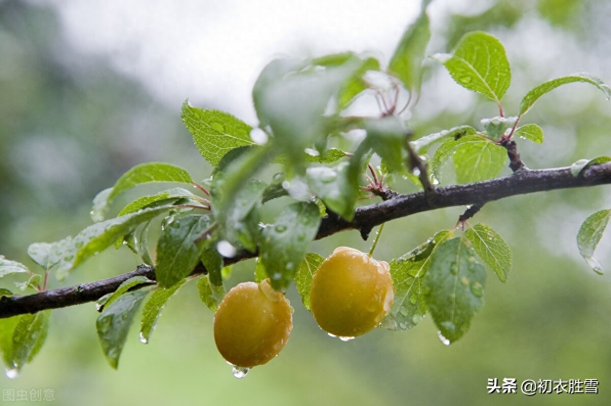 迎接初夏古诗9首赏析（四月维夏，四月秀葽）