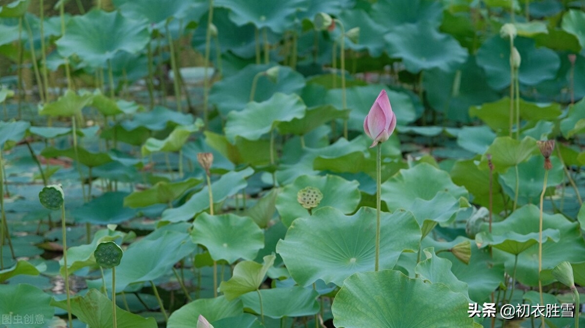 迎接初夏古诗9首赏析（四月维夏，四月秀葽）