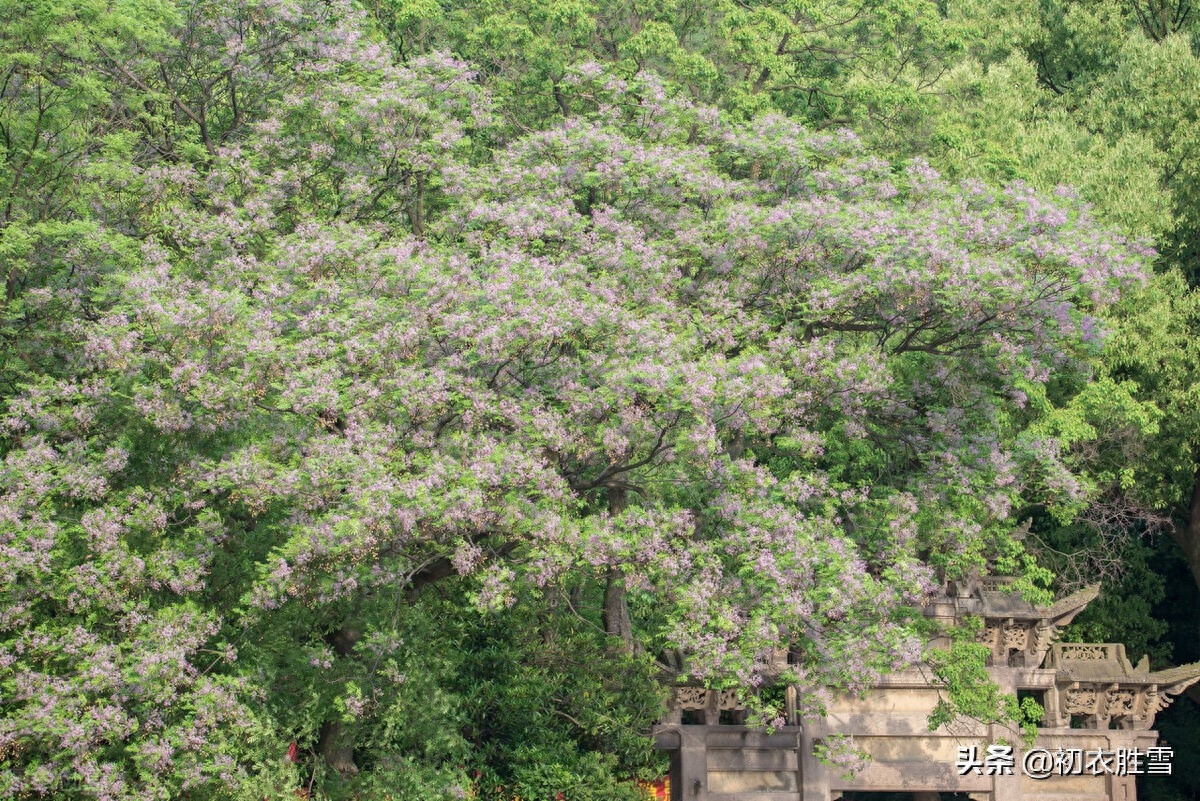 楝花经典诗词有哪些（晚春早夏楝花美词五首）