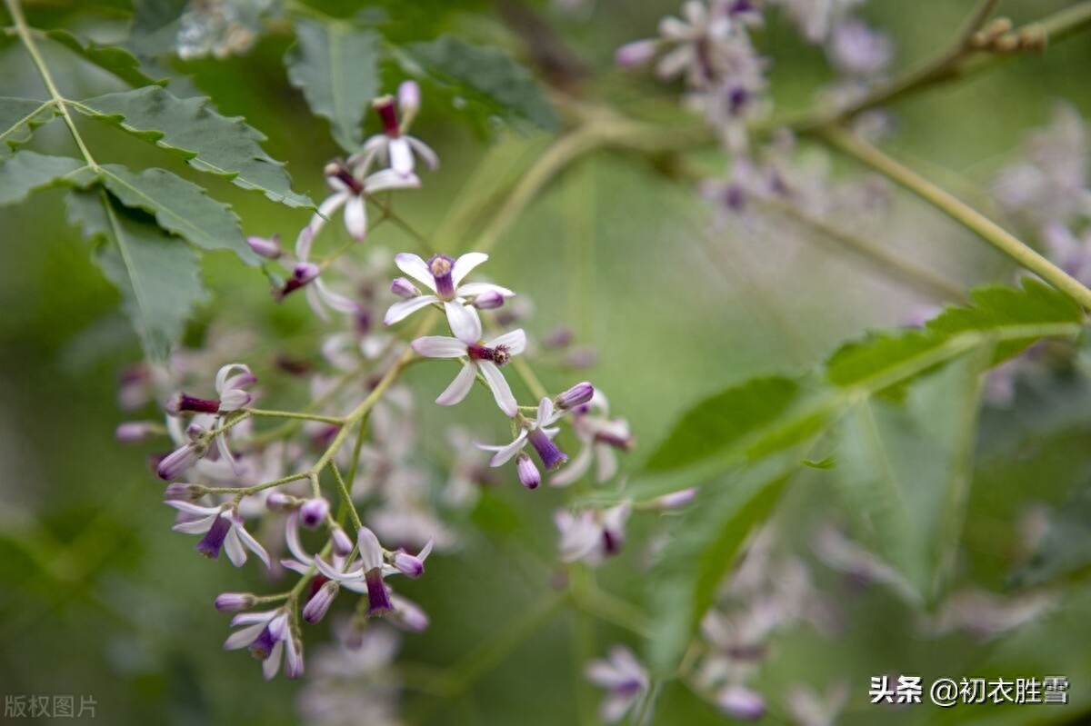 楝花经典诗词有哪些（晚春早夏楝花美词五首）