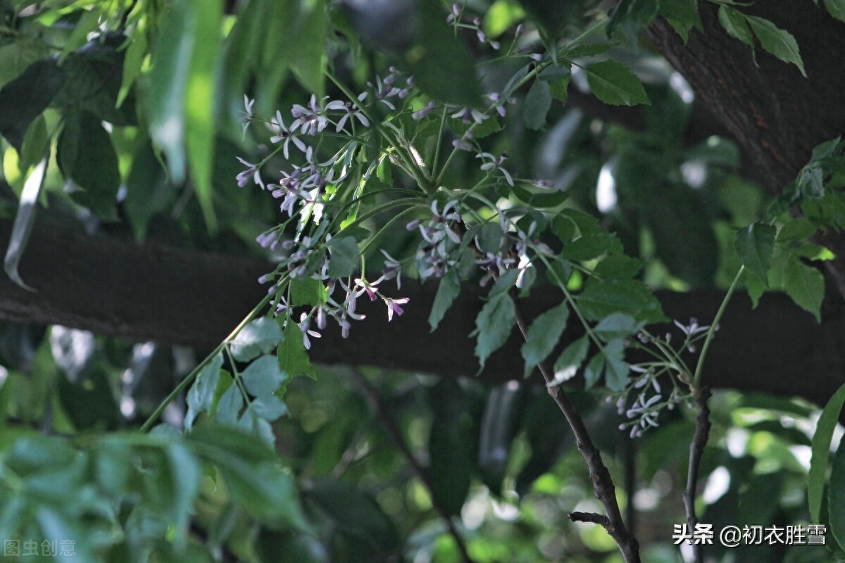 楝花经典诗词有哪些（晚春早夏楝花美词五首）