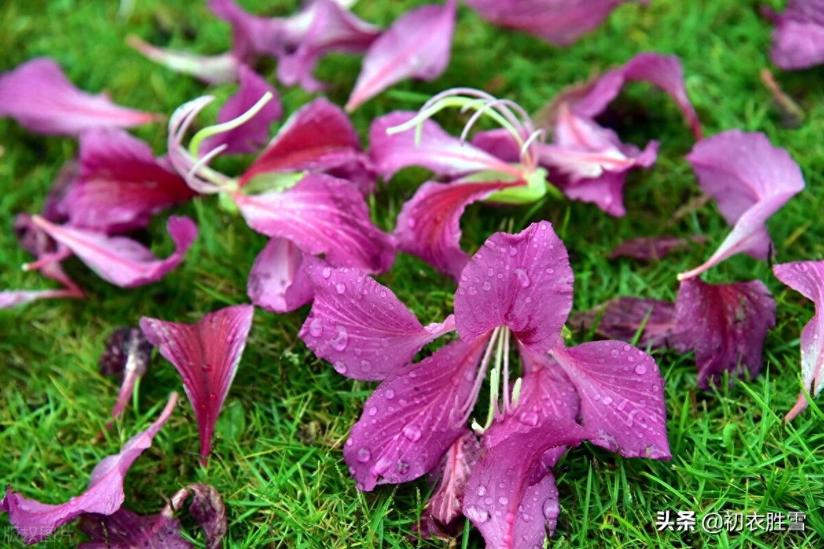 落花经典古诗有哪些（辛弃疾晚春风雨落花两首）