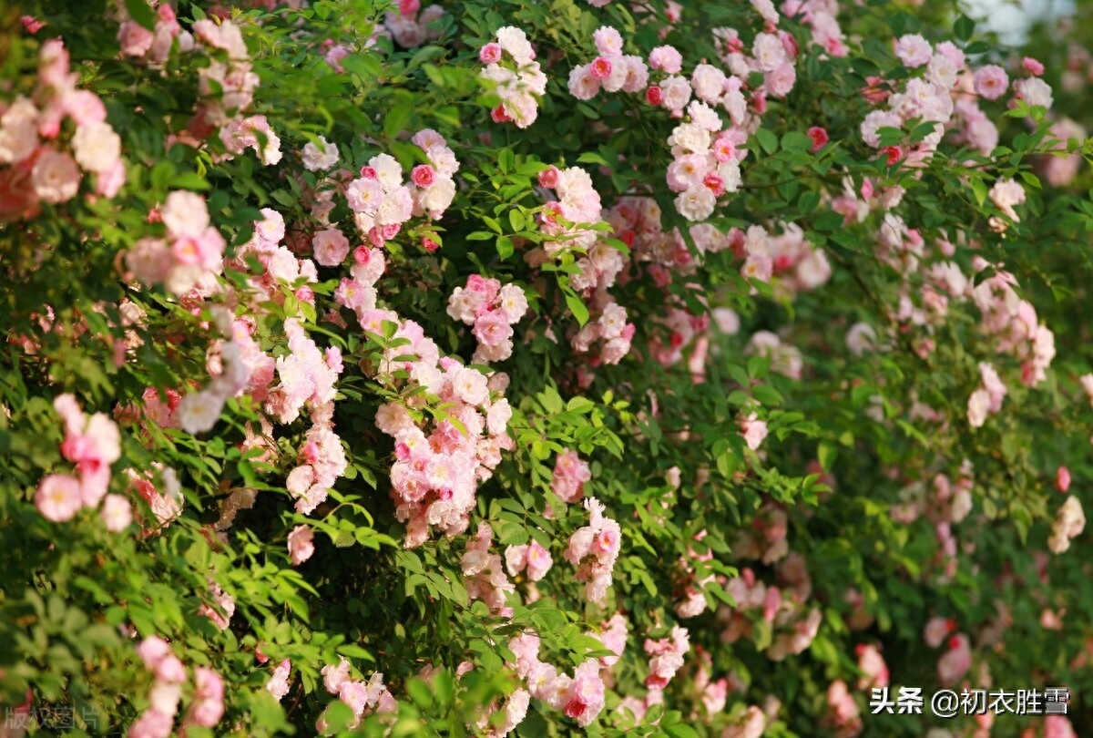 蔷薇经典古诗大全（清新春雨蔷薇绝句六首）