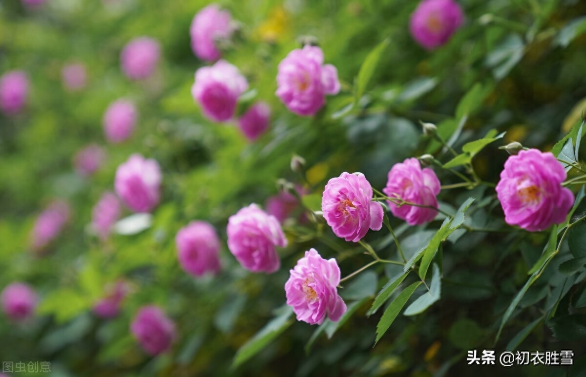 蔷薇经典古诗大全（清新春雨蔷薇绝句六首）