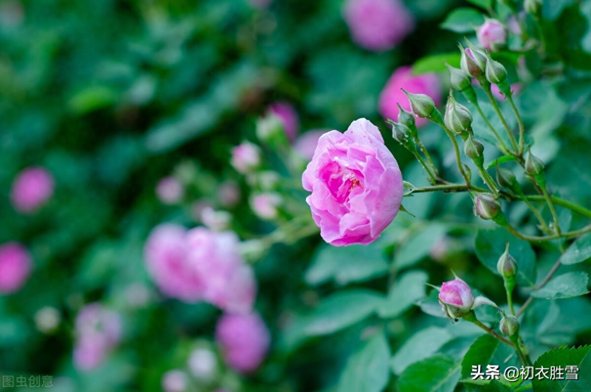 蔷薇经典古诗大全（清新春雨蔷薇绝句六首）