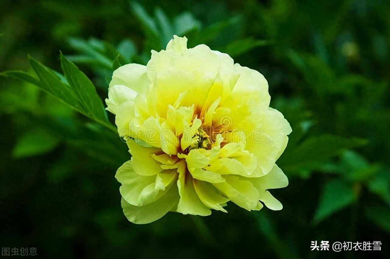 谷雨节气牡丹花六首（正是花王谷雨天，满天风日助芳菲）