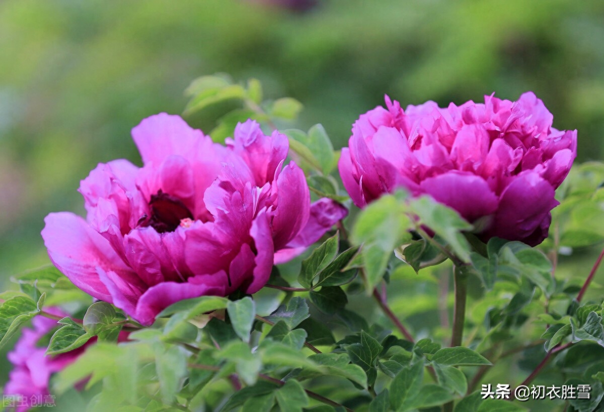 谷雨节气牡丹花六首（正是花王谷雨天，满天风日助芳菲）