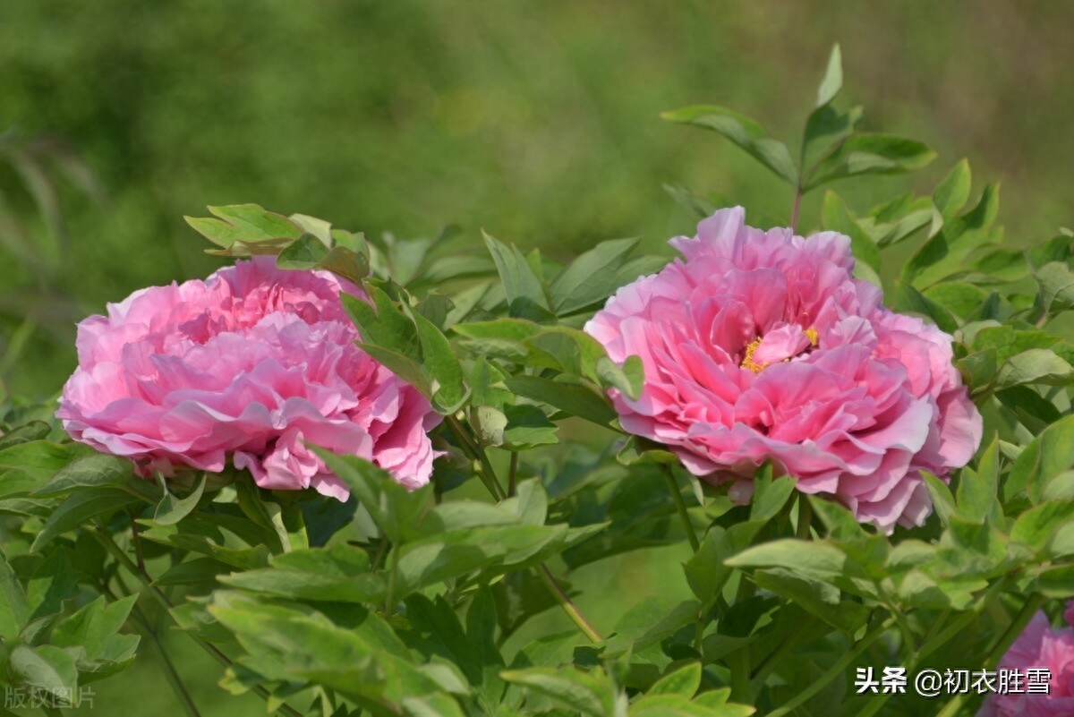 谷雨节气牡丹花六首（正是花王谷雨天，满天风日助芳菲）