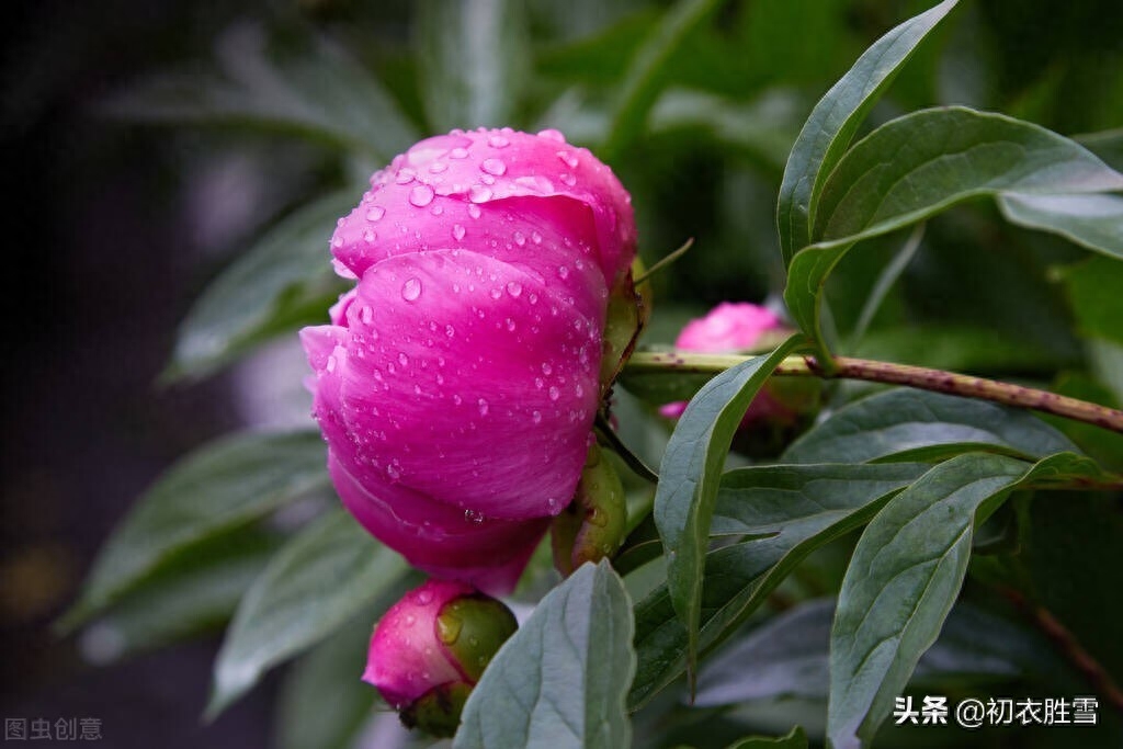 谷雨节气牡丹花六首（正是花王谷雨天，满天风日助芳菲）