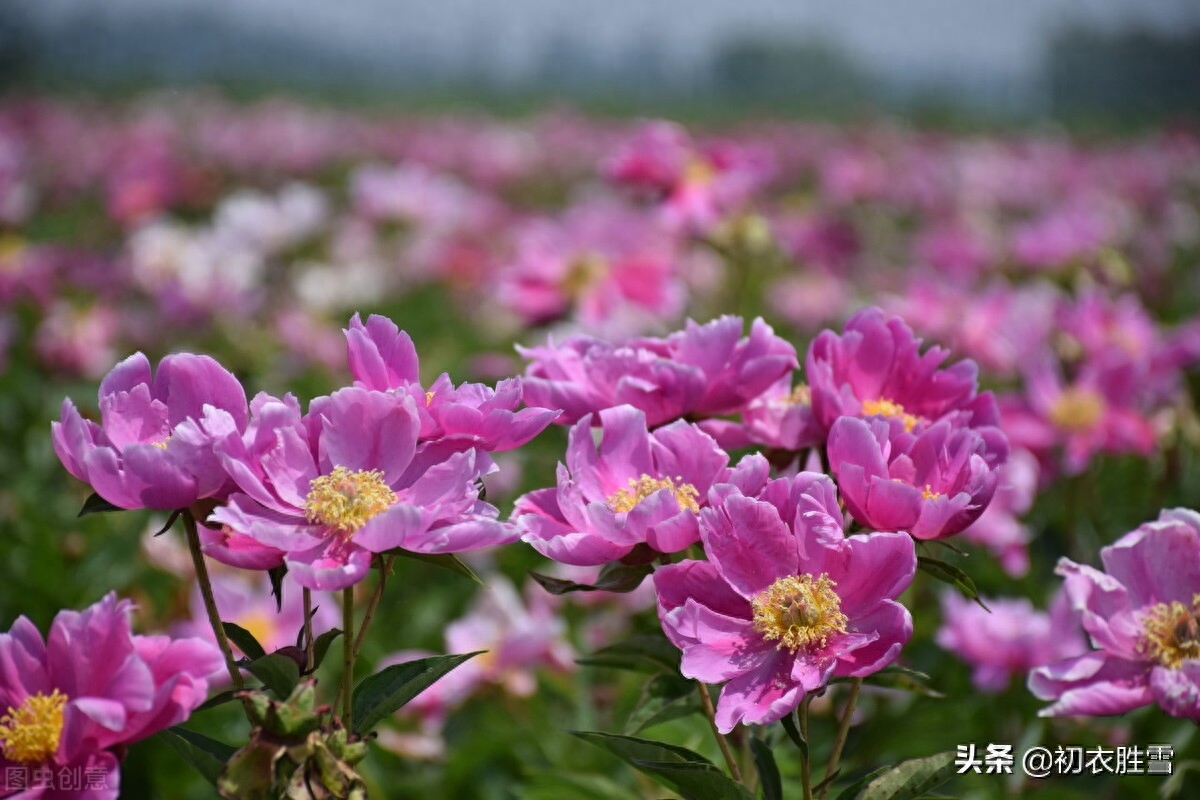 芍药经典古诗有哪些（晚春芍药美诗六首）