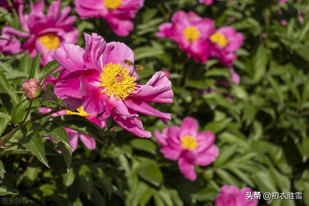 芍药经典古诗有哪些（晚春芍药美诗六首）