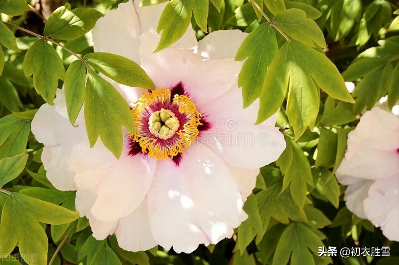 牡丹花经典古诗有哪些（晚春牡丹花唯美古诗9首）