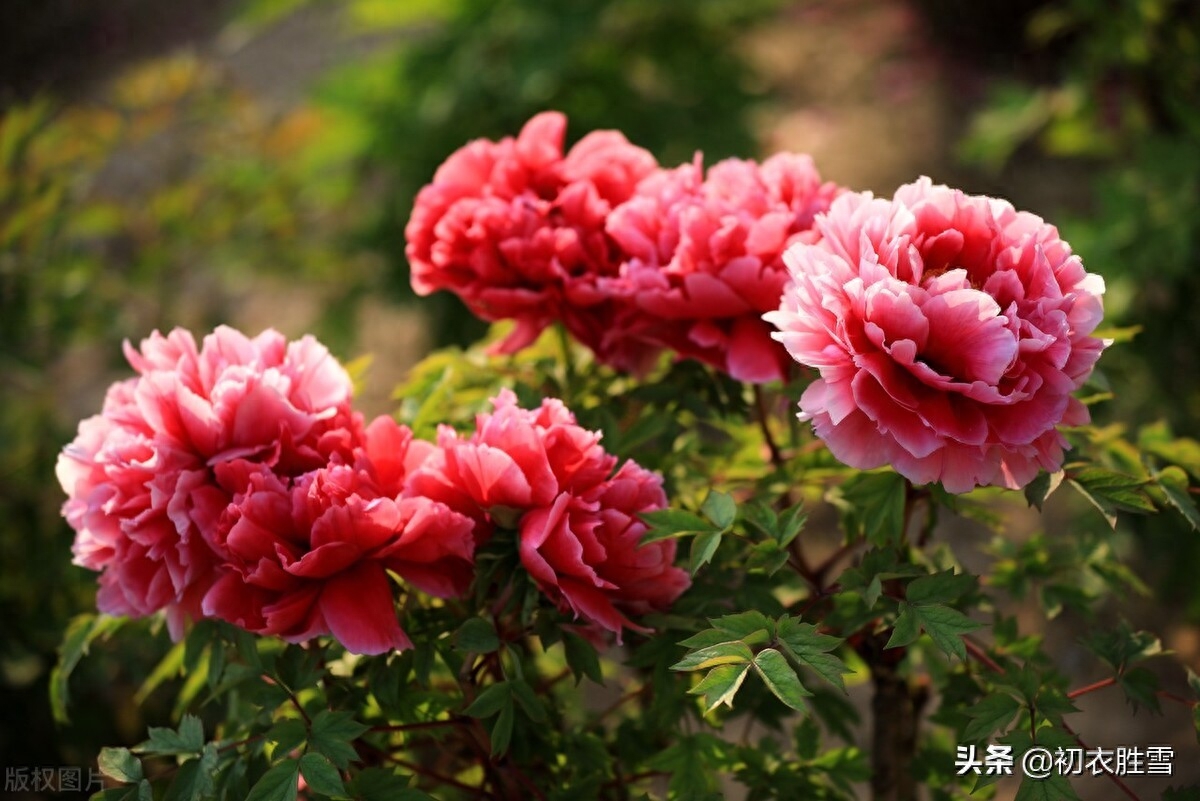 牡丹花经典古诗有哪些（晚春牡丹花唯美古诗9首）