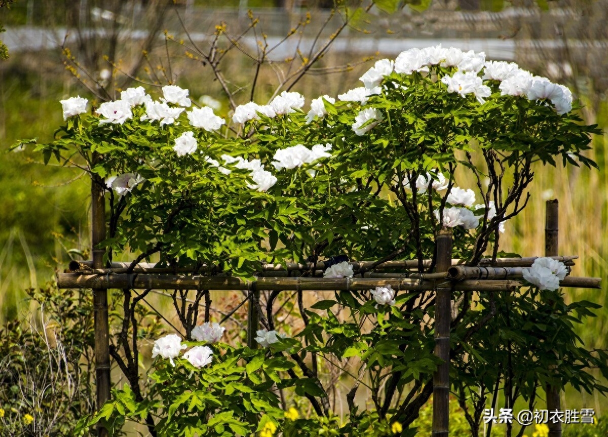 牡丹花经典古诗有哪些（晚春牡丹花唯美古诗9首）