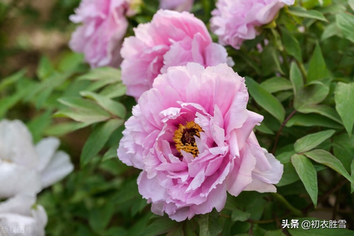 牡丹花经典古诗有哪些（晚春牡丹花唯美古诗9首）