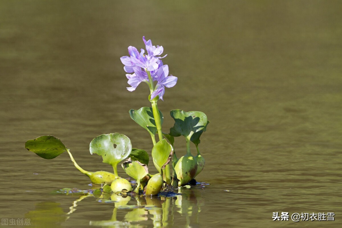 浮萍的经典诗词古句（浮萍古诗十一首赏析）